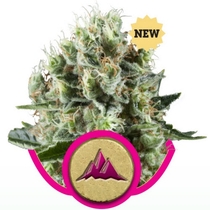 Critical Kush (Royal Queen Seeds) Cannabis Seeds