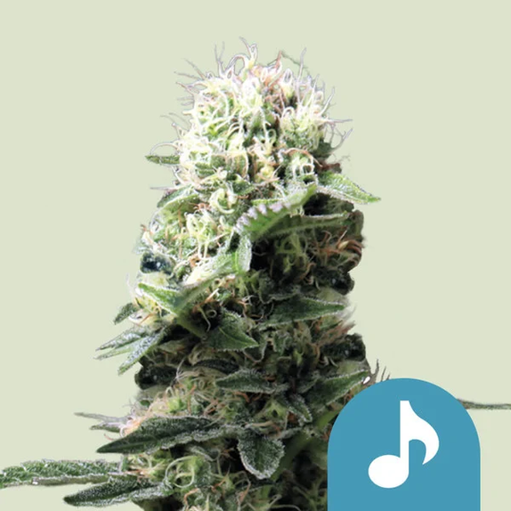 Dance World (Royal Queen Seeds) Cannabis Seeds