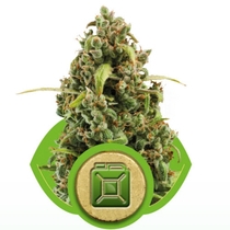 Diesel Auto (Royal Queen Seeds) Cannabis Seeds