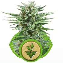 Easy Bud (Royal Queen Seeds) Cannabis Seeds