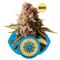 Euphoria (Royal Queen Seeds) Cannabis Seeds