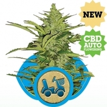Fast Eddy Auto CBD (Royal Queen Seeds) Cannabis Seeds