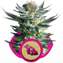 Fruit Spirit (Royal Queen Seeds) Cannabis Seeds