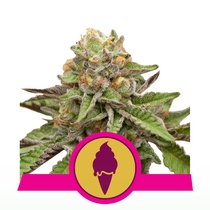 Green Gelato Feminised (Royal Queen Seeds) Cannabis Seeds