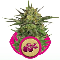 Haze Berry (Royal Queen Seeds) Cannabis Seeds