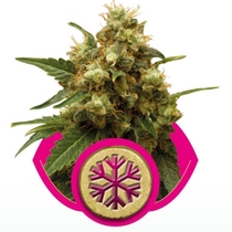 Ice (Royal Queen Seeds) Cannabis Seeds