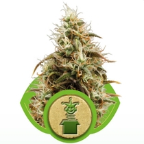 Jack Auto (formerly Jack Herer) (Royal Queen Seeds) Cannabis Seeds