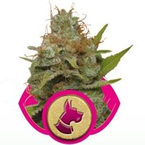 Kali Dog (Royal Queen Seeds) Cannabis Seeds