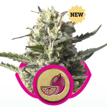 Lemon Shining Silver Haze (Royal Queen Seeds) Cannabis Seeds