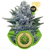 Northern Lights Auto (Royal Queen Seeds) Cannabis Seeds
