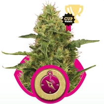 Northern Lights (Royal Queen Seeds) Cannabis Seeds