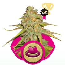 OG Kush (Royal Queen Seeds) Cannabis Seeds