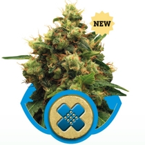 Painkiller XL (Royal Queen Seeds) Cannabis Seeds