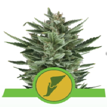 Quick One Auto (Royal Queen Seeds) Cannabis Seeds