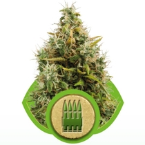 Royal AK Auto (Royal Queen Seeds) Cannabis Seeds