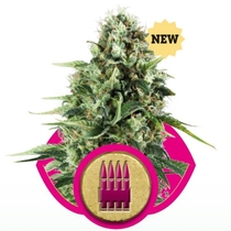 Royal AK (Royal Queen Seeds) Cannabis Seeds