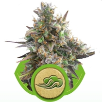Royal Bluematic (Royal Queen Seeds) Cannabis Seeds