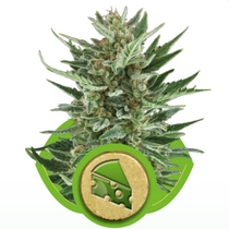 Royal Cheese Auto (Royal Queen Seeds) Cannabis Seeds