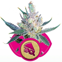 Royal Cheese Fast Version (Royal Queen Seeds) Cannabis Seeds