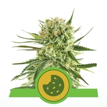 Royal Cookies Automatic (Royal Queen Seeds) Cannabis Seeds