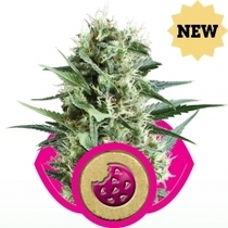 Royal Cookies (Royal Queen Seeds) Cannabis Seeds