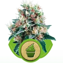 Royal Creamatic (Royal Queen Seeds) Cannabis Seeds
