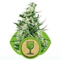Royal Critical Auto (Royal Queen Seeds) Cannabis Seeds