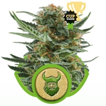 Royal Dwarf (Royal Queen Seeds) Cannabis Seeds