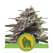 Royal Gorilla Automatic (Royal Queen Seeds) Cannabis Seeds