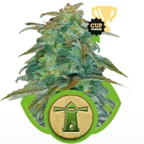 Royal Haze (Royal Queen Seeds) Cannabis Seeds