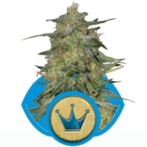 Royal Highness CBD (Royal Queen Seeds) Cannabis Seeds
