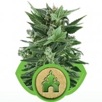 Royal Kush Automatic (Royal Queen Seeds) Cannabis Seeds