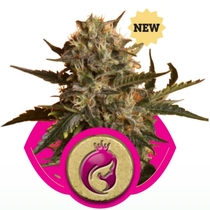 Mother Gorilla (Formerly Royal Madre) (Royal Queen Seeds) Cannabis Seeds