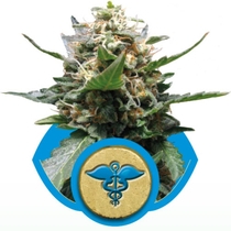 Royal Medic (Royal Queen Seeds) Cannabis Seeds