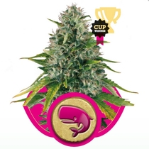 Royal Moby (Royal Queen Seeds) Cannabis Seeds