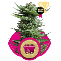 Shining Silver Haze (Royal Queen Seeds) Cannabis Seeds