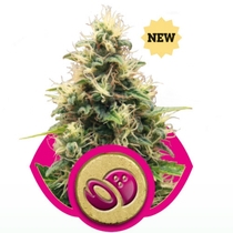 Somango XL (Royal Queen Seeds) Cannabis Seeds