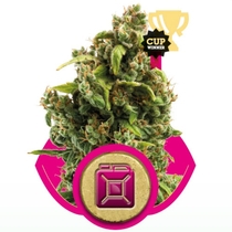 Sour Diesel (Royal Queen Seeds) Cannabis Seeds