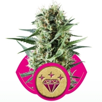 Special Kush No.1 (Royal Queen Seeds) Cannabis Seeds