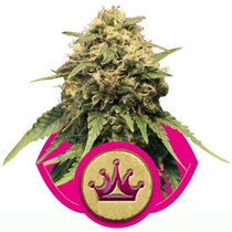 Special Queen No.1 (Royal Queen Seeds) Cannabis Seeds