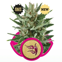 Speedy Chile Fast Version (Royal Queen Seeds) Cannabis Seeds