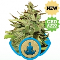 Stress Killer Auto (Royal Queen Seeds) Cannabis Seeds