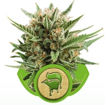 Sweet Skunk Auto (Royal Queen Seeds) Cannabis Seeds