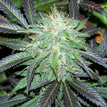 Black Buddha (Sagarmatha Seeds) Cannabis Seeds