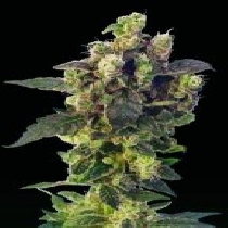 Blue Thunder (Sagarmatha Seeds) Cannabis Seeds