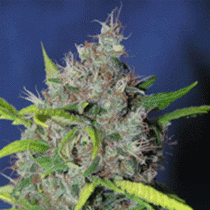 Blueberry Bud (Sagarmatha Seeds) Cannabis Seeds