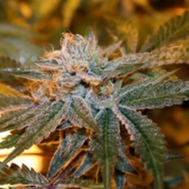 Boulder Bubblegum (Sagarmatha Seeds) Cannabis Seeds