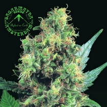 Bubbleberry (Sagarmatha Seeds) Cannabis Seeds