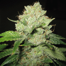 California Train Wreck (Sagarmatha Seeds) Cannabis Seeds