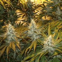 Chunky Skunk (Sagarmatha Seeds) Cannabis Seeds